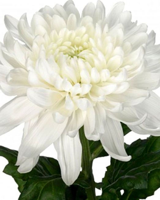 chrysanthemum-white