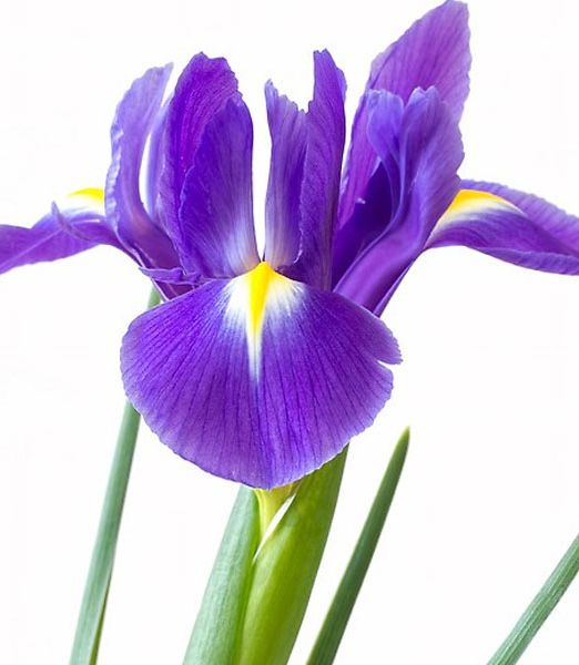 iris-purple