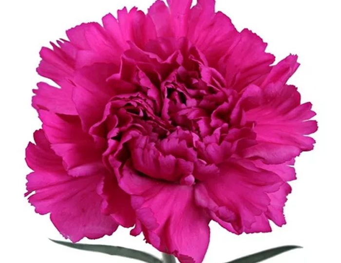 carnation-dark-pink