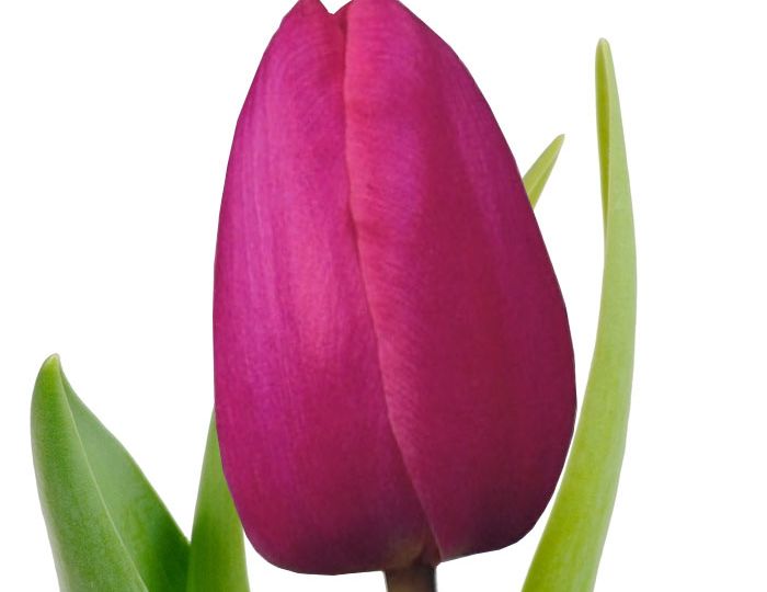 tulip-dark-pink