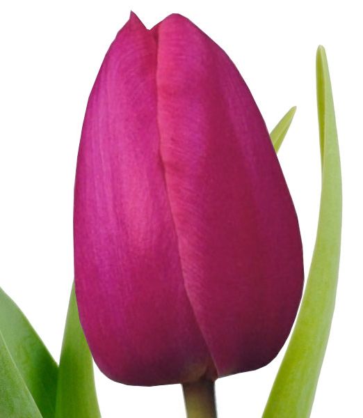 tulip-dark-pink