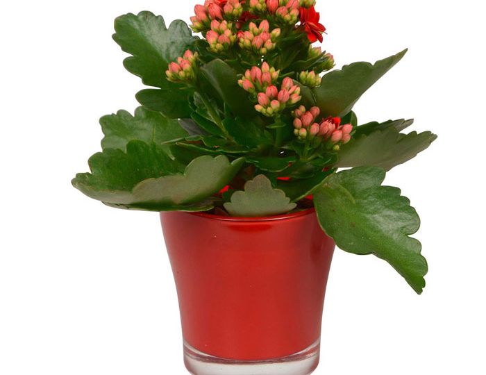 kalanchoe-red