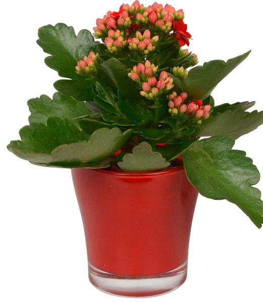 kalanchoe-red
