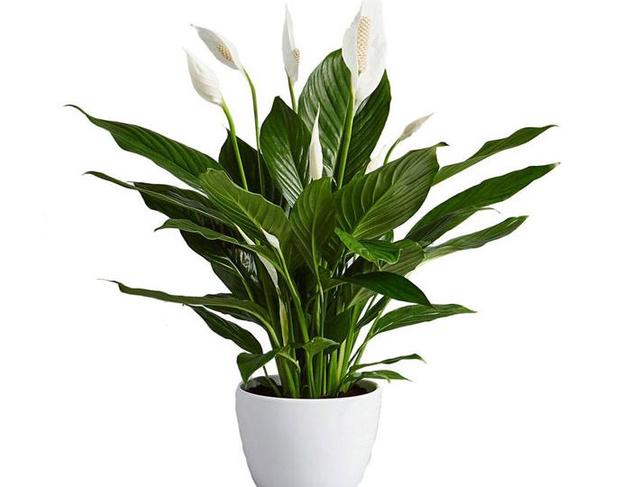 peace-lily-spathiphyllum